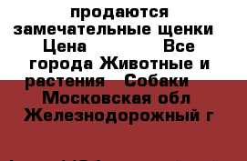 продаются замечательные щенки › Цена ­ 10 000 - Все города Животные и растения » Собаки   . Московская обл.,Железнодорожный г.